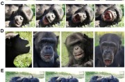 事业什么国际最新研究：机器人“打哈欠” 黑猩猩被传染